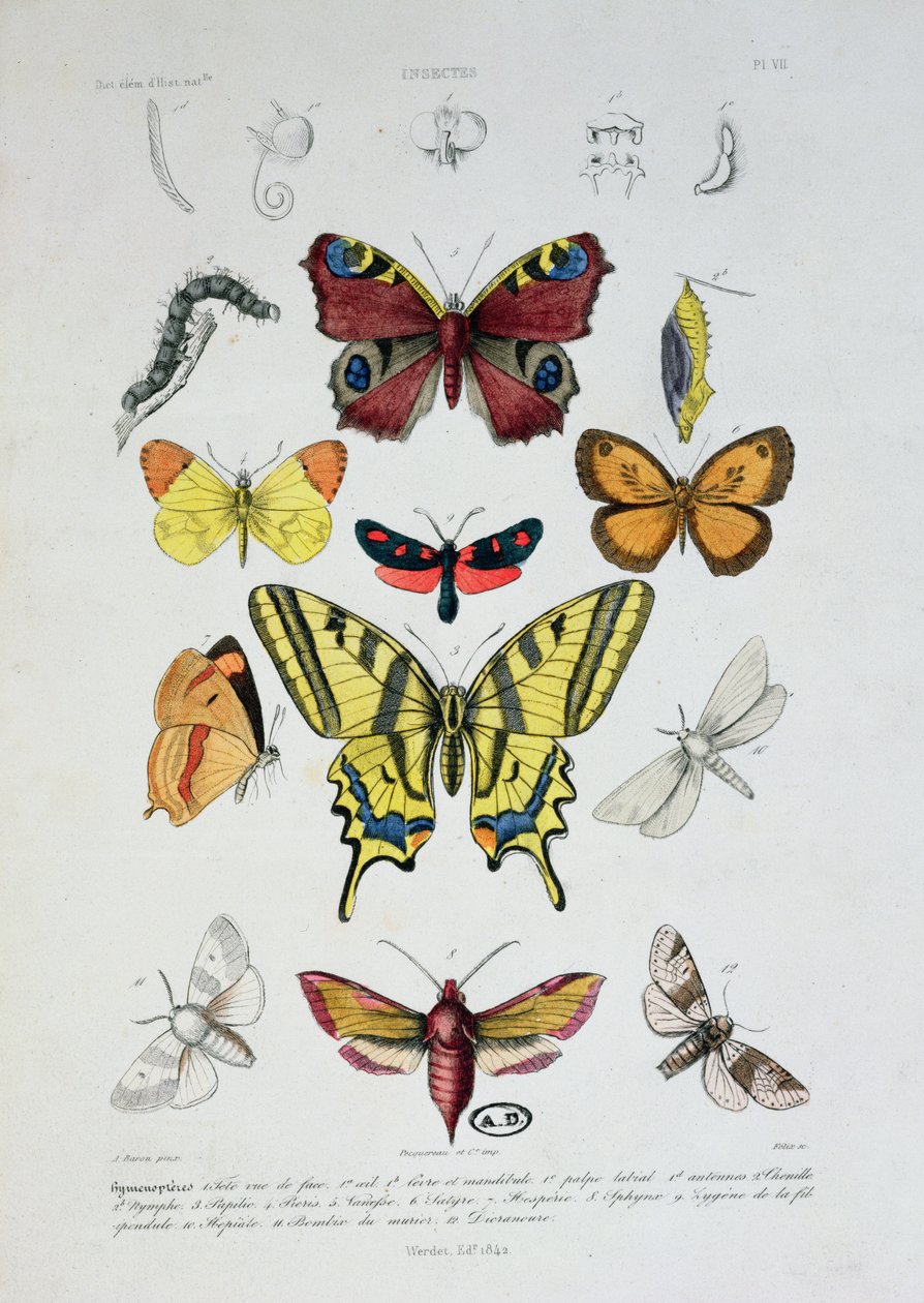 فراشات مختلفة ، من Dictionnaire Elementaire dHistoire Naturelle ، محفورة بواسطة Felix ، 1842 بواسطة أ. بارون