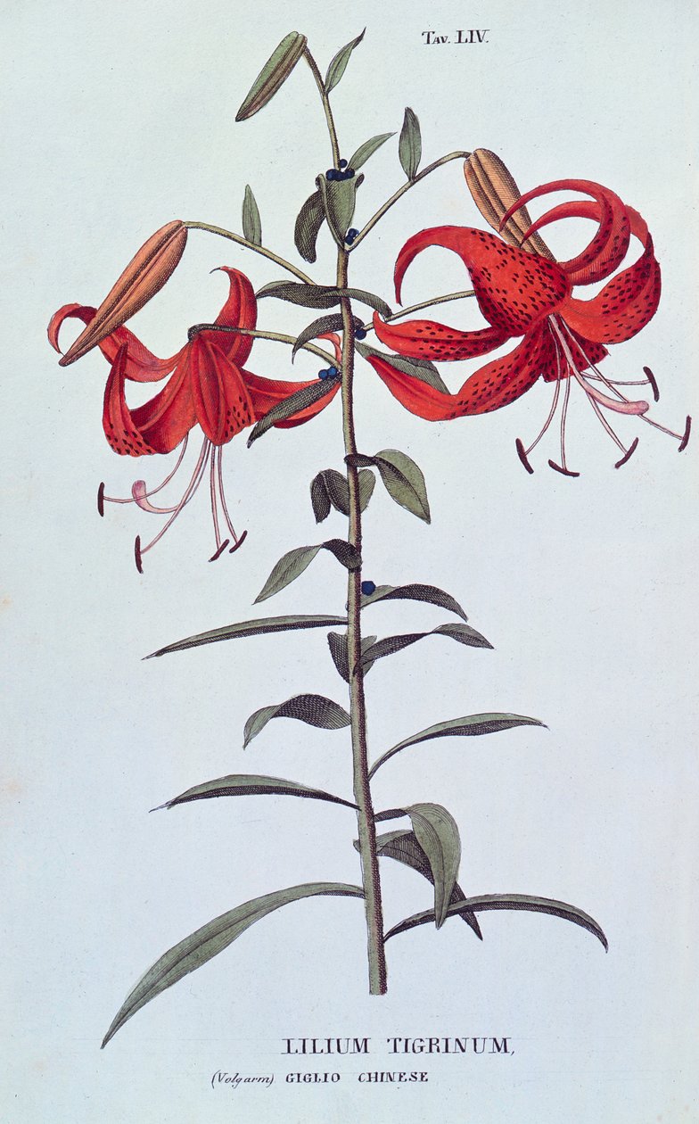 Lilium tigrinum (Tiger Lily) من ضمور الكبر أو Coltirazione de Fiori بواسطة أ. بيشيولي