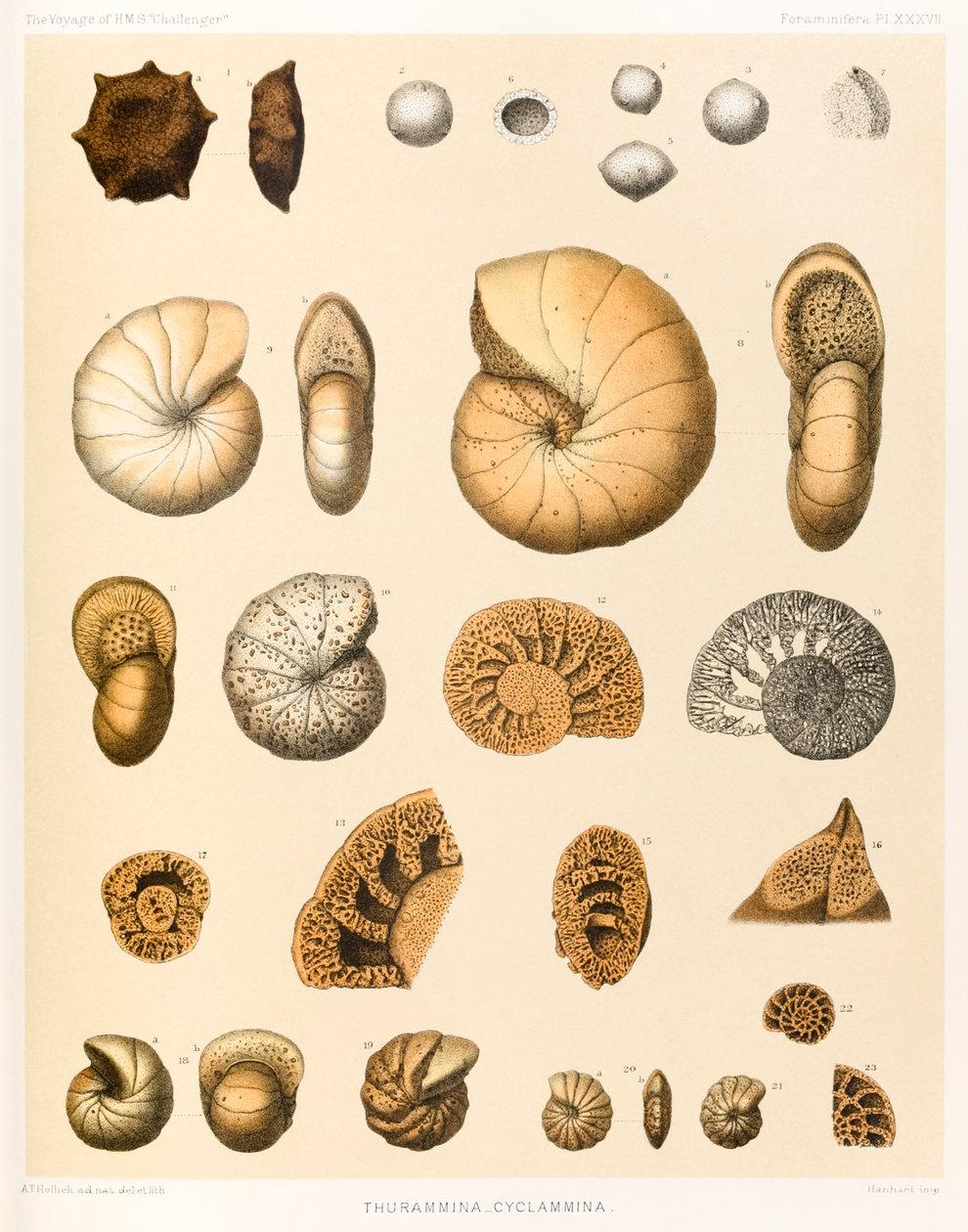 Thurammina-Cyclammina (Foraminifera PL. XXXVII)؟ من؟ رحلة HMS؟ تشالنجر 1873-1876؟ نشرت عام 1884 بواسطة AT Hollick