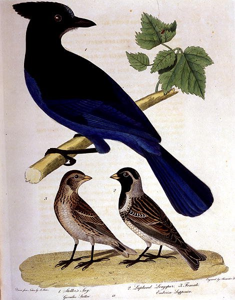 Steller's Jay and Lapland Longspur ، نقش بواسطة Alexander Lanson (نقش ملون) بواسطة أ (بعد) متسابق
