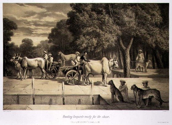 صيد النمور الجاهزة للمطاردة ، من "رحلة في الهند" ، نقش بواسطة حانة لويس هنري دي رودر (1807-1881). في لندن بواسطة أ (بعد) سولتيكوف