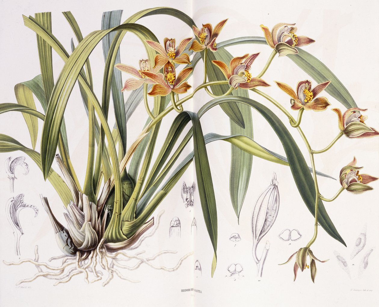 عملاق Iridorchis ، 1867 بواسطة AJ Wendel
