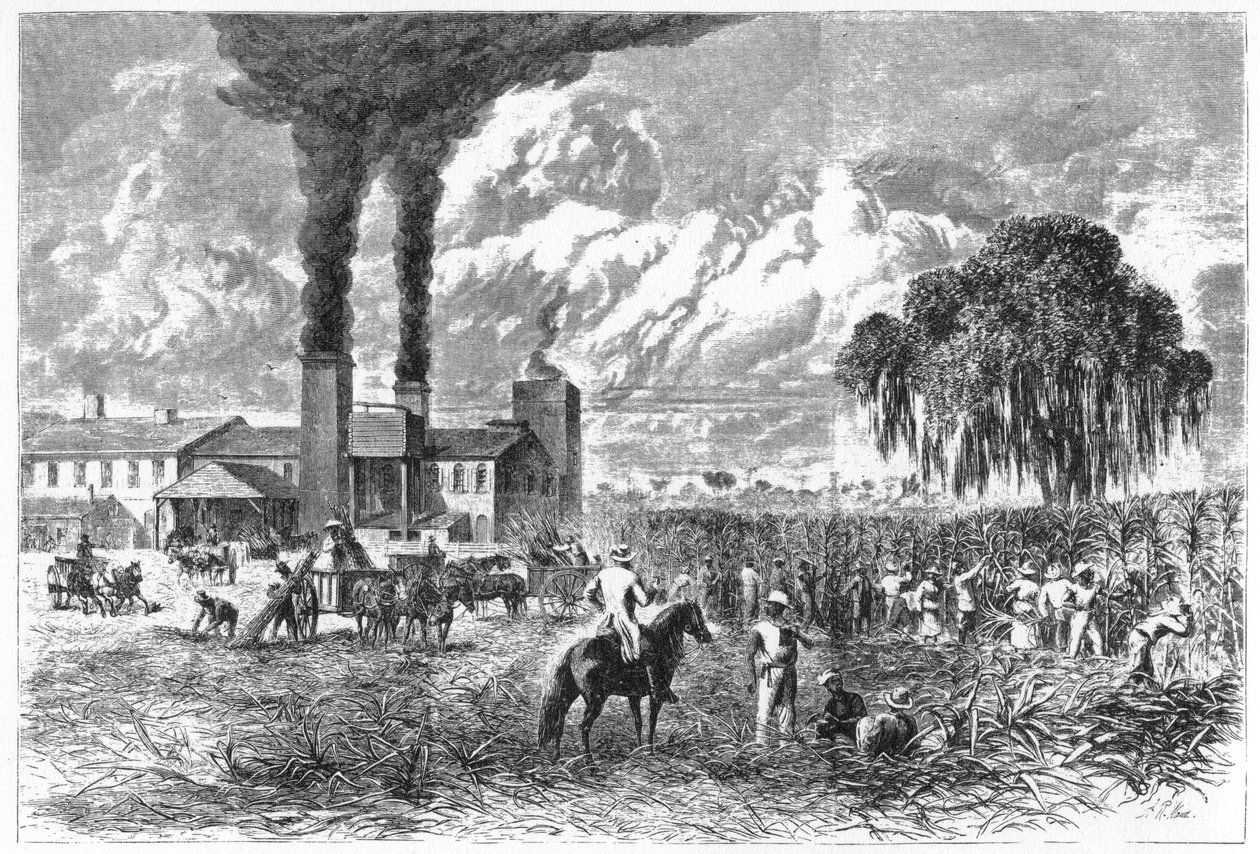 مزرعة السكر ، نيو أورليانز ، 1870. بواسطة AR Ward