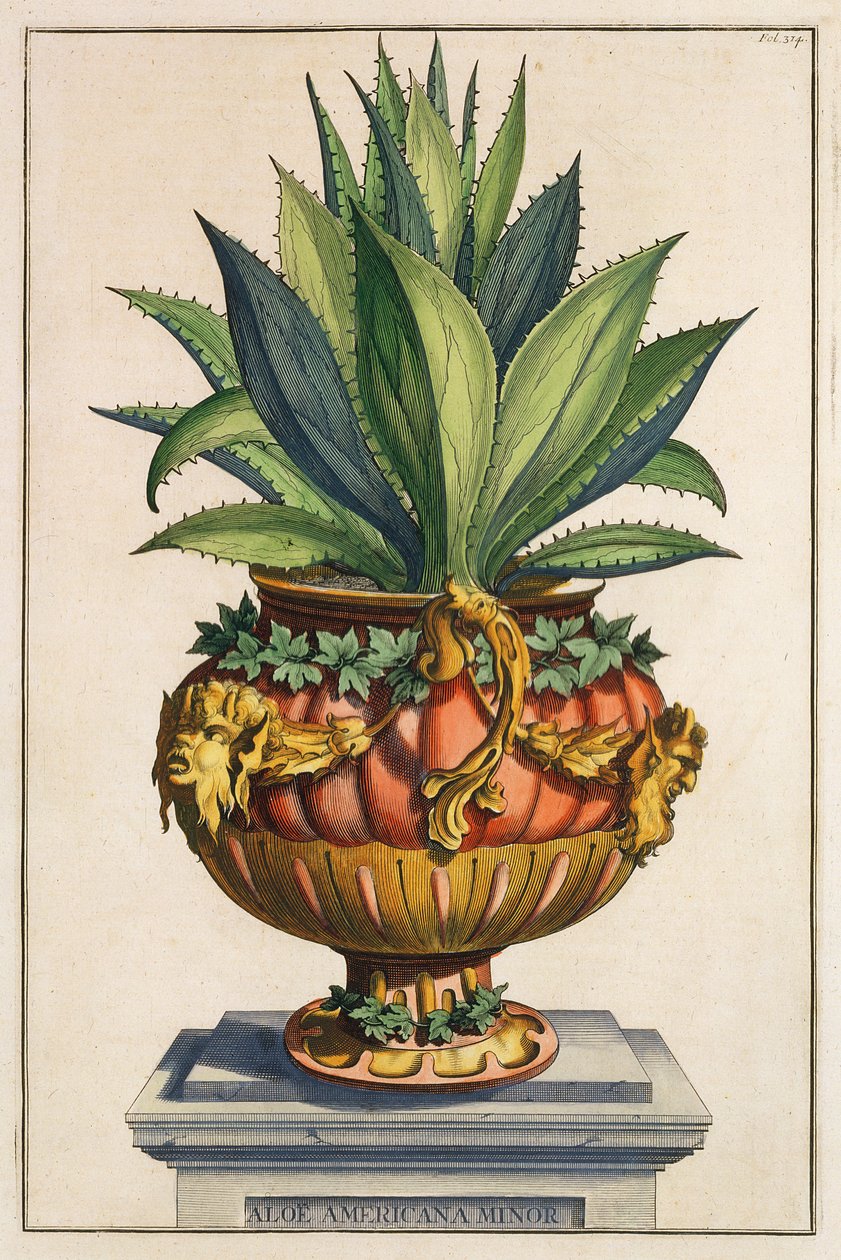 Aloe Americana Minor ، من "Phytographia Curiosa" ، تم نشره عام 1702 بواسطة 