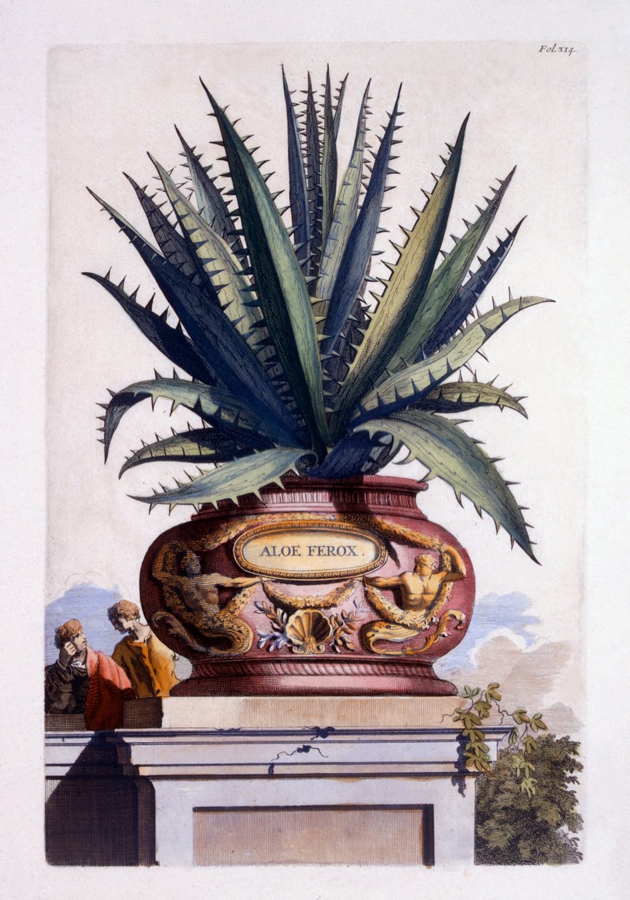 Aloe Ferox ، من "Phytographia Curiosa" ، تم نشره عام 1702 بواسطة ابراهيم مونتنج