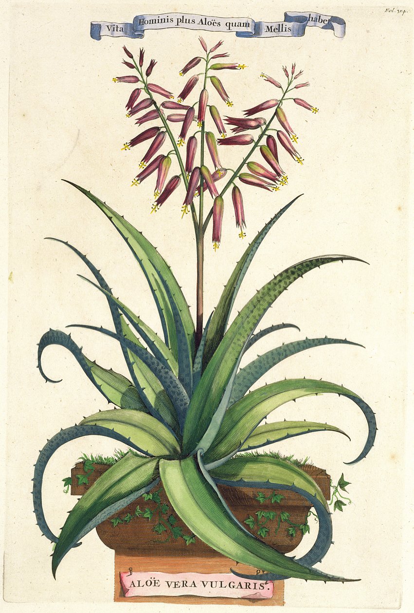 تم نشر Aloe Vera Vulgaris ، من "Phytographia Curiosa" ، عام 1702 بواسطة ابراهيم مونتنج