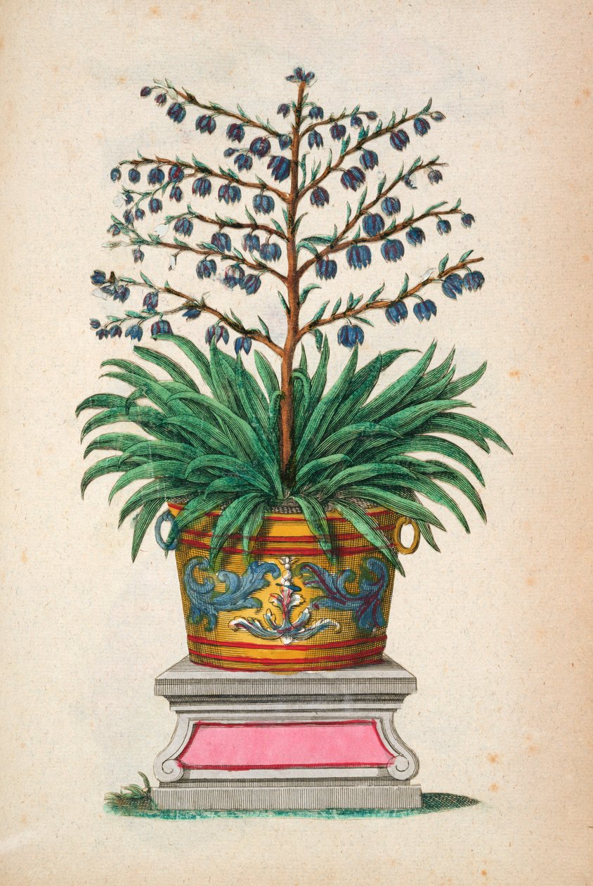 نبات مزهر ، من "Phytographia Curiosa" ، تم نشره عام 1702 بواسطة ابراهيم مونتنج