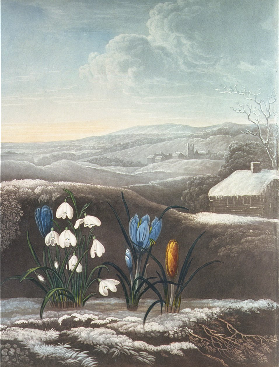 Snowdrop ، منقوش بواسطة Ward ، ربما أوائل القرن التاسع عشر (أكواتينت واللثة العربية) بواسطة إبراهيم بيتر