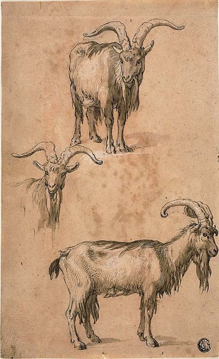 ثلاث رسومات تخطيطية لماعز (وجه) ستائر شخصية أنثى واقفة (ظهر) بواسطة إبراهيم بلويميرت