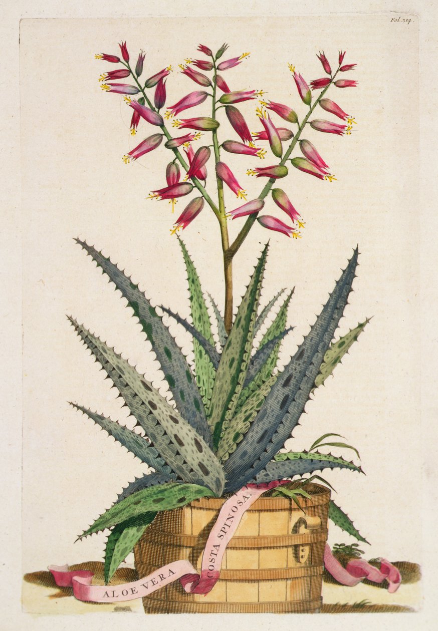 الألوة فيرا كوستا سبينوزا ، من Phytographia Curiosa ، نشرت عام 1702 (نقش ملون) بواسطة ابراهيم مونتنج