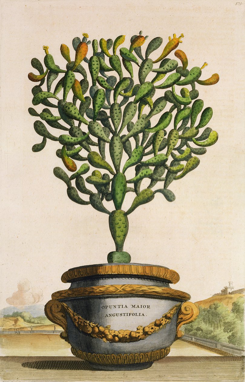 Opuntia Maior Augustifolia ، من Phytographia Curiosa ، تم نشره عام 1702 بواسطة ابراهيم مونتنج