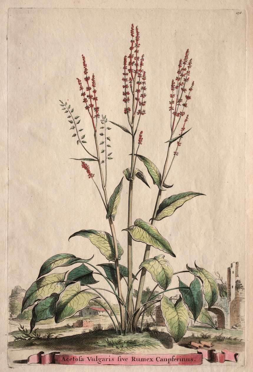 Phytographia Curiosa: Acetosa Vulgaris sive Rumex Canpferinus بواسطة ابراهيم مونتنج