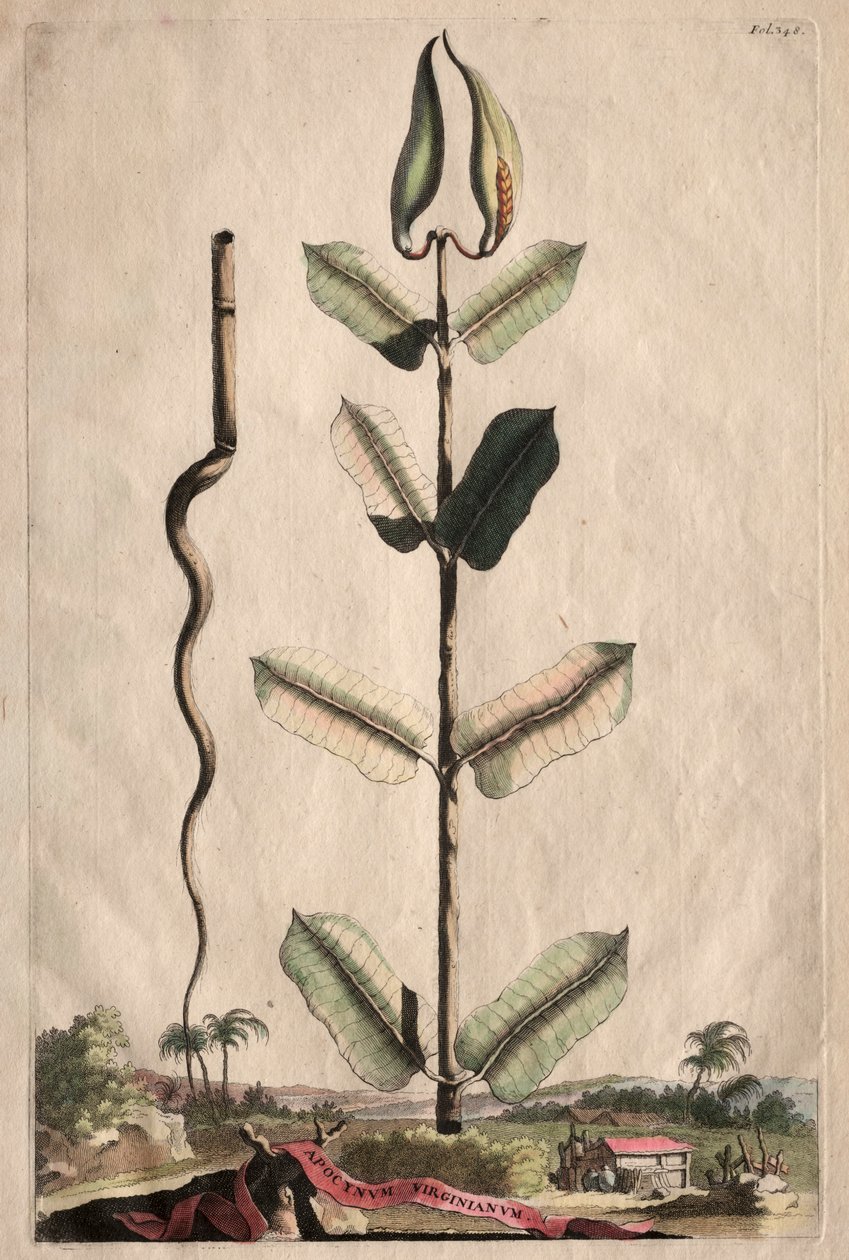 Phytographia الغريب: انتشار Virginianum. بواسطة ابراهيم مونتنج