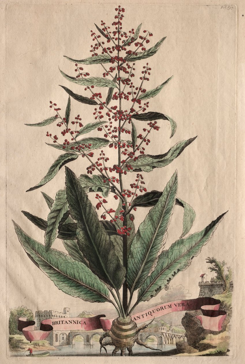 Phytographia غريبة: الحقائق البريطانية القديمة. بواسطة ابراهيم مونتنج