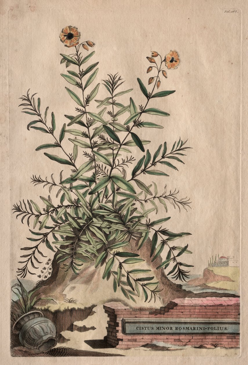 علم النبات الغريب: Cistus Minor Rosemary-Leaf بواسطة ابراهيم مونتنج