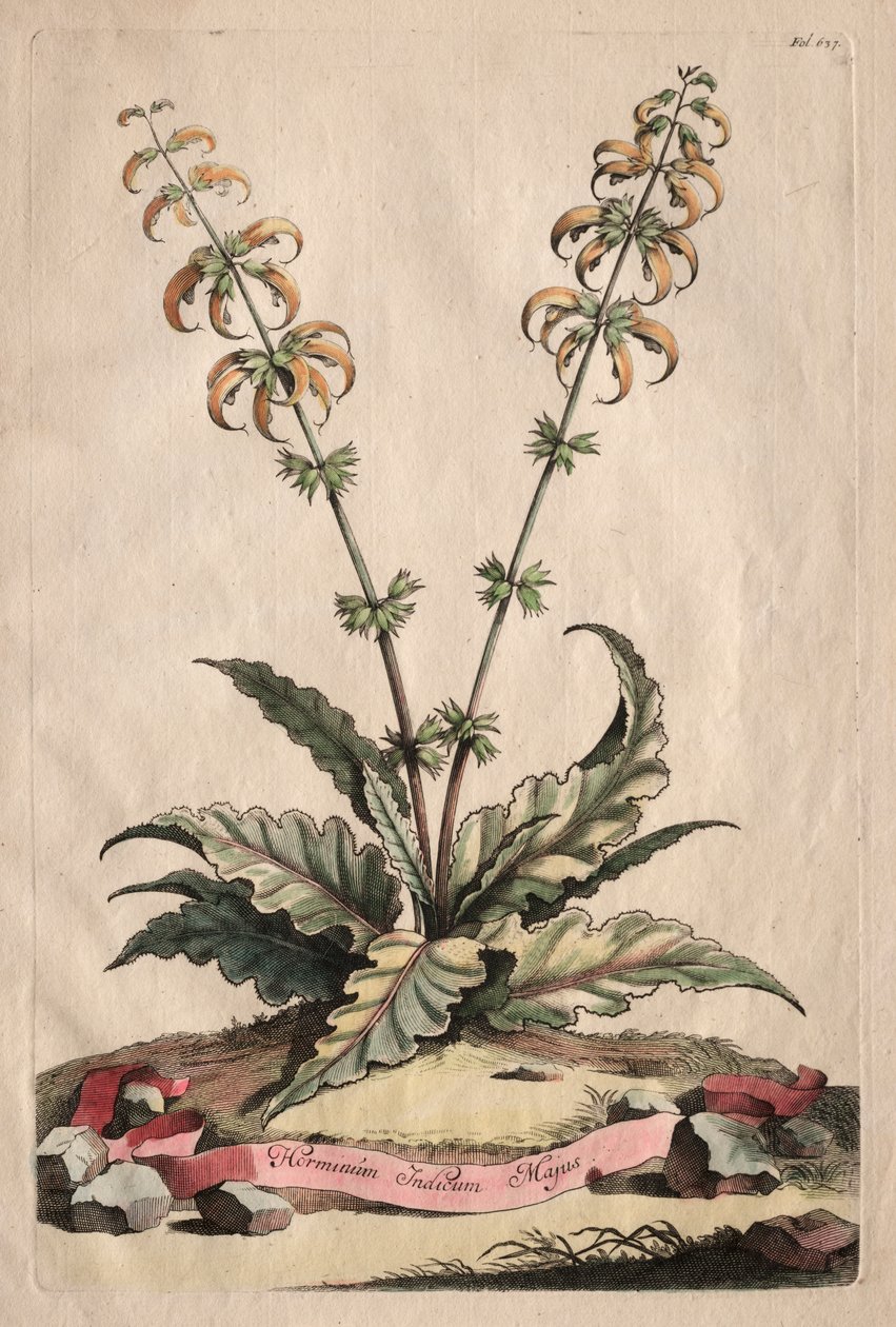 Phytographia Curiosa: الهورمينوس الهندي الأكبر بواسطة ابراهيم مونتنج