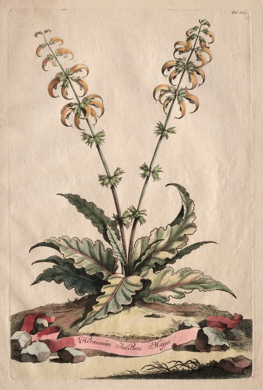 Phytographia Curiosa: Horminum Indicum Majus. بواسطة ابراهيم مونتنج