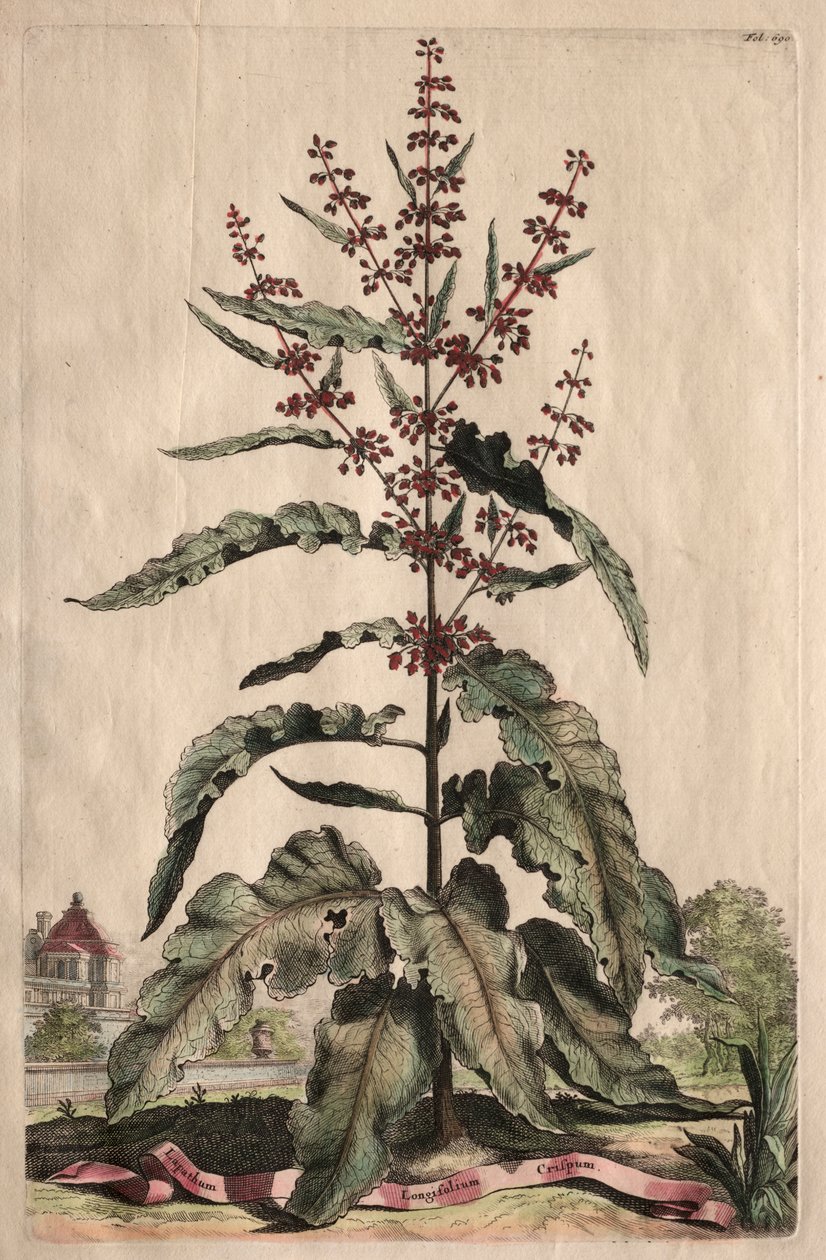 علم النبات الغريب: Lapathum Longifolium Curlum بواسطة ابراهيم مونتنج