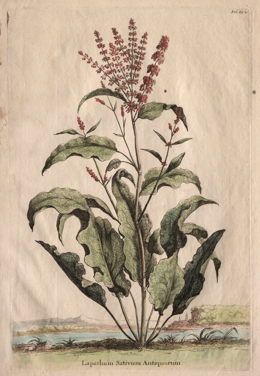 Phytographia غريبة ، Lapathum Officin Antiquorum. بواسطة ابراهيم مونتنج
