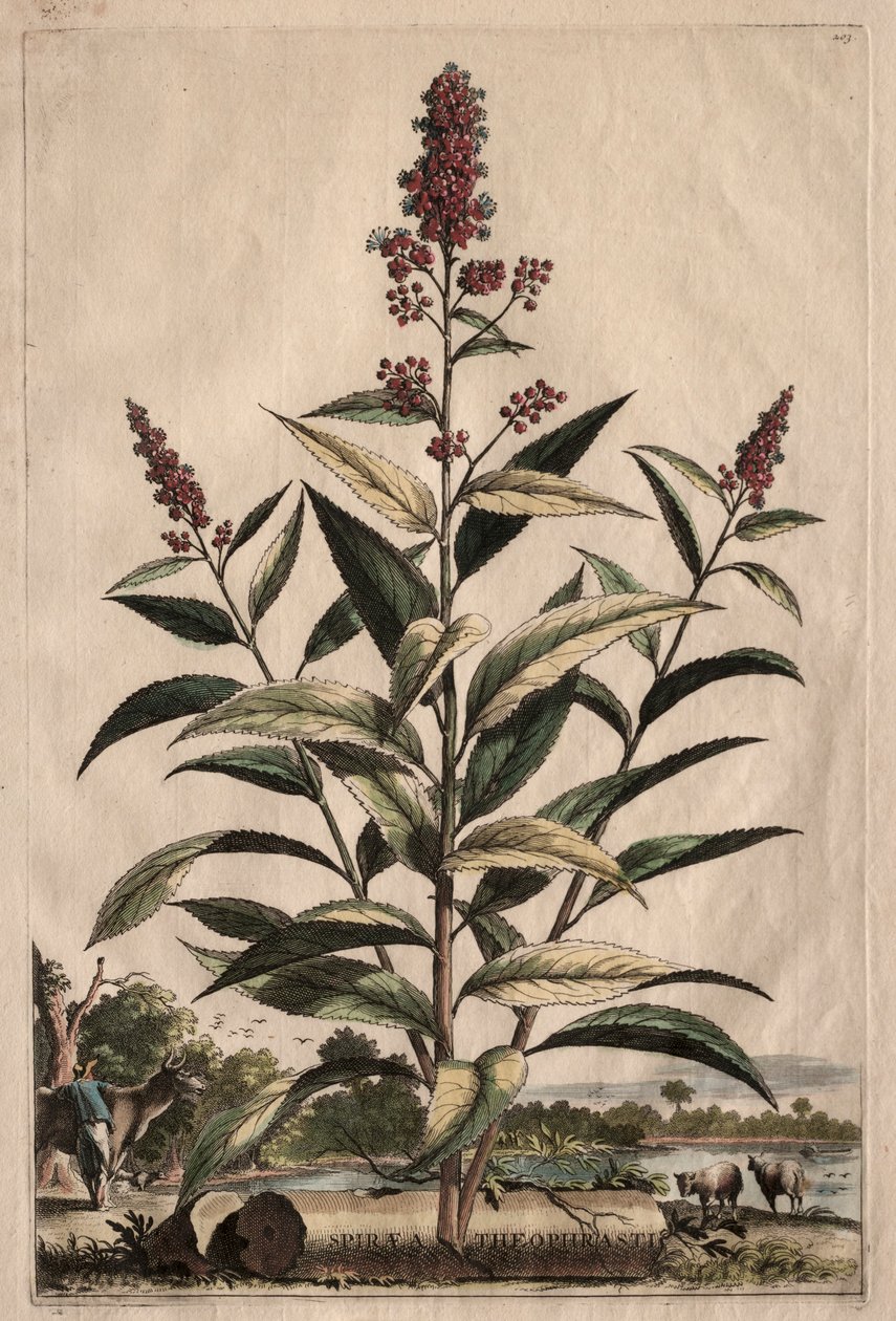 فوتوغرافيا غريبة: مذكرات Spiraea. بواسطة ابراهيم مونتنج