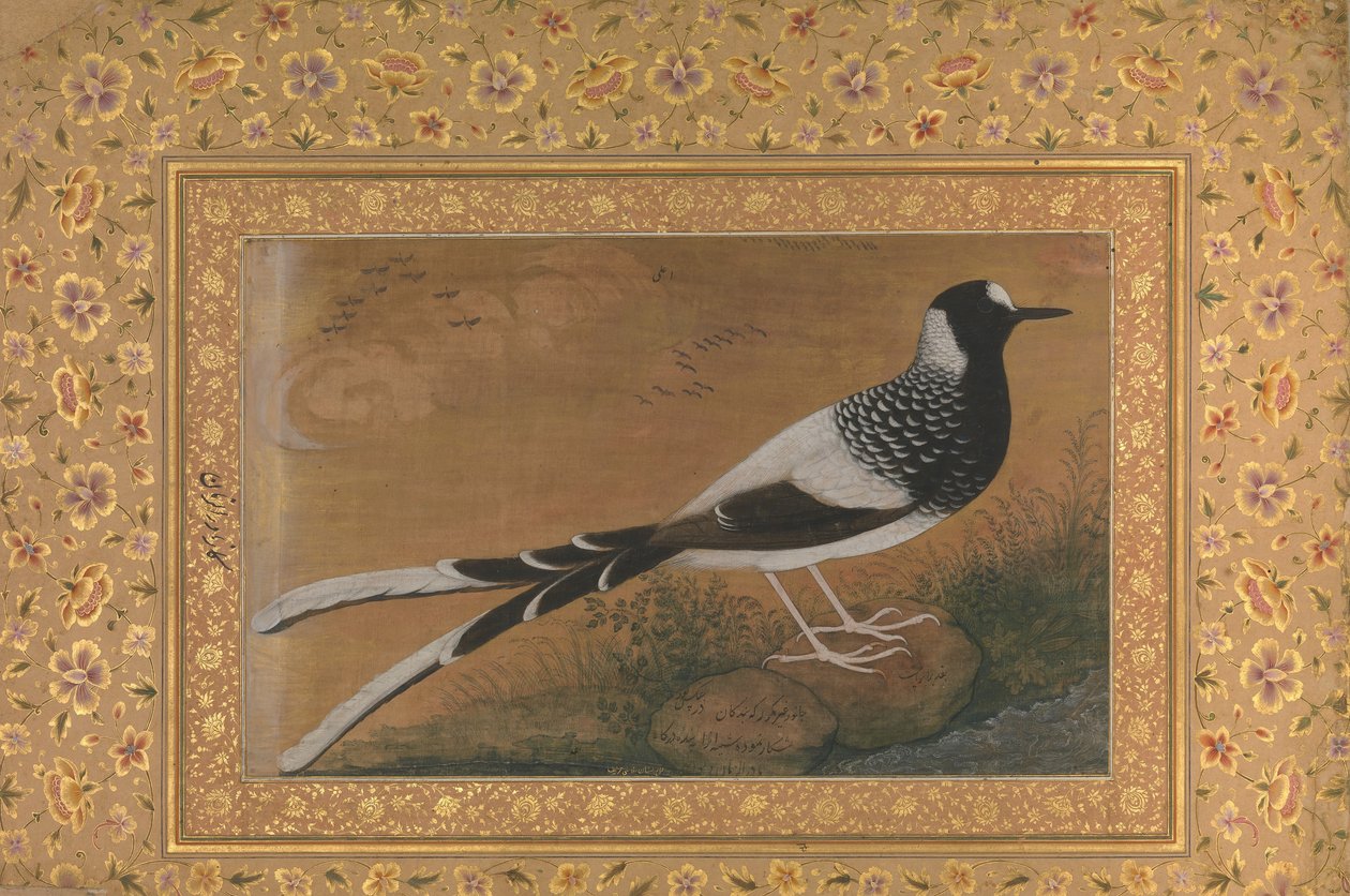 ذيل شوكة مرقط ، فوليو من ألبوم شاه جهان ، وجه: ca. ١٦١٠-١٥ ، الظهر. 1540. بواسطة ابو الحسن