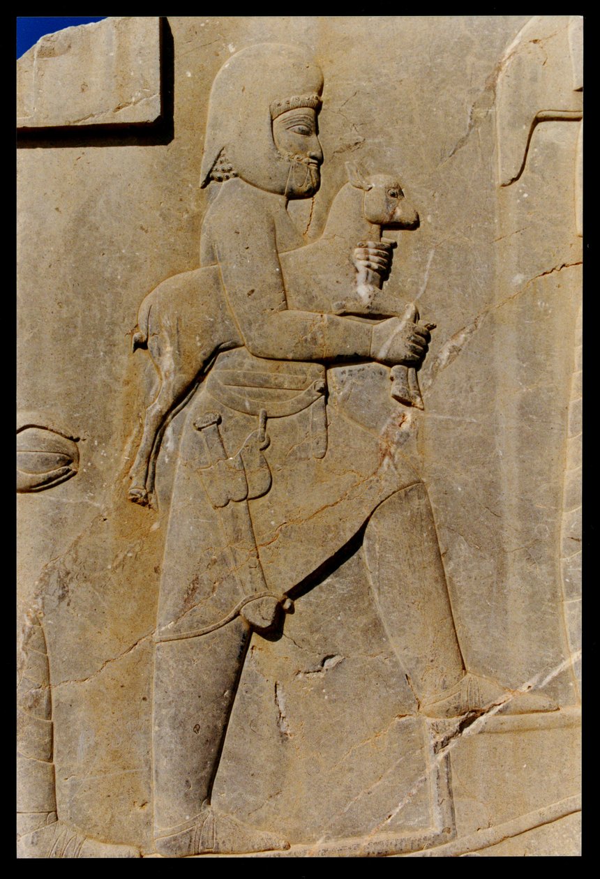 ميدي يحمل حملًا قربانيًا فوق السلم الشرقي للرواق الجنوبي لقصر داريوس ، c.485 قبل الميلاد بواسطة الأخمينية