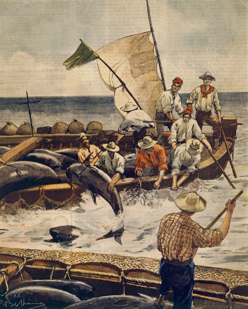 Extraordinary bluefin tuna fishing at Piana Island, Sardinia, by Achille Beltrame (1871-1945), from La Domenica del Corriere, 30th June 1900 بواسطة أخيل بيلترام