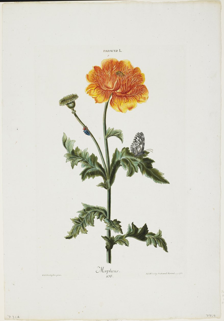 Papauer I. 106. Morpheus ، من Hortus Nitidissimis ، 1773 (النقش اليدوي) بواسطة آدم لويس الملفوف