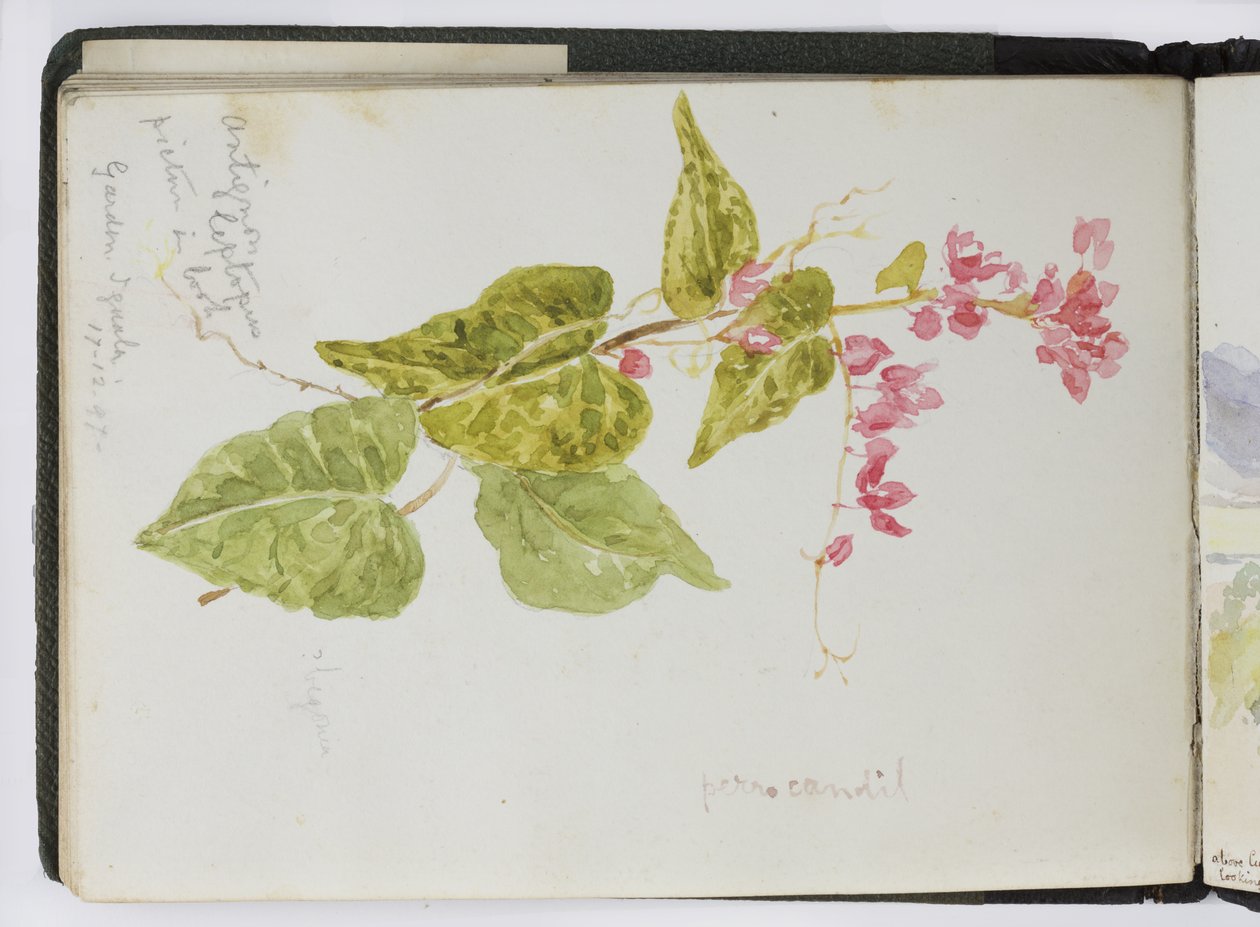 Sketchbook of watercolours, Drawings and Notes, Mexico,1896-1898 (watercolor) بواسطة أديلا بريتون