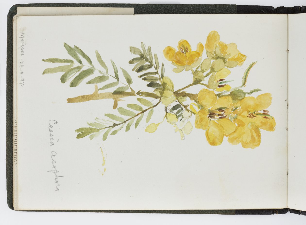 كراسة رسم للألوان المائية والرسومات والملاحظات ، المكسيك ، 1896-1898 (ألوان مائية) بواسطة أديلا بريتون