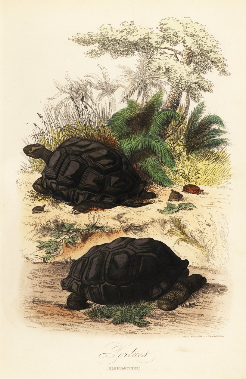 سلحفاة ألدابرا العملاقة ، Aldabrachelys gigantea ، ضعيفة بواسطة أدولف أفتر فرايز