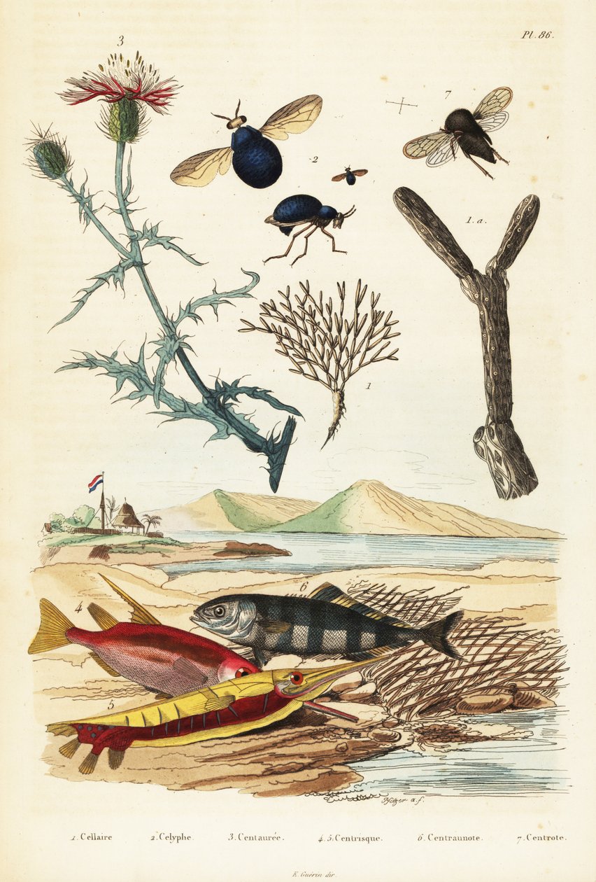 Knapweed والأسماك وذباب الخنفساء ، 1834-1839 (نقش) بواسطة أدولف أفتر فرايز