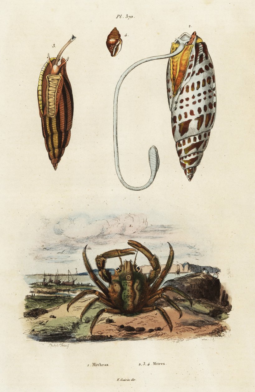 قذائف ميتري وسرطان البحر الأخضر المتشبث ، 1834-1839 (نقش) بواسطة أدولف أفتر فرايز