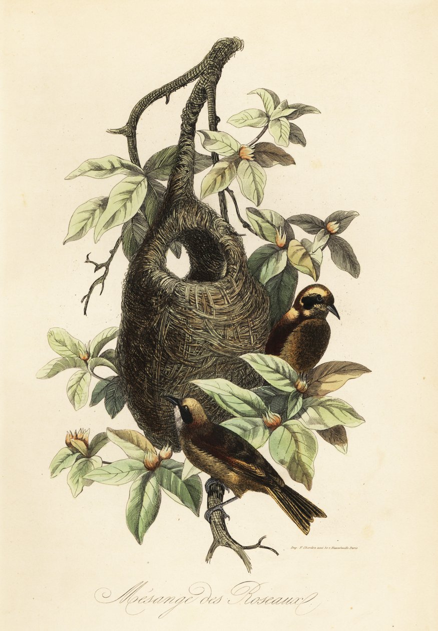 Penduline tit و Remiz pendulinus و bag nest بواسطة أدولف أفتر فرايز