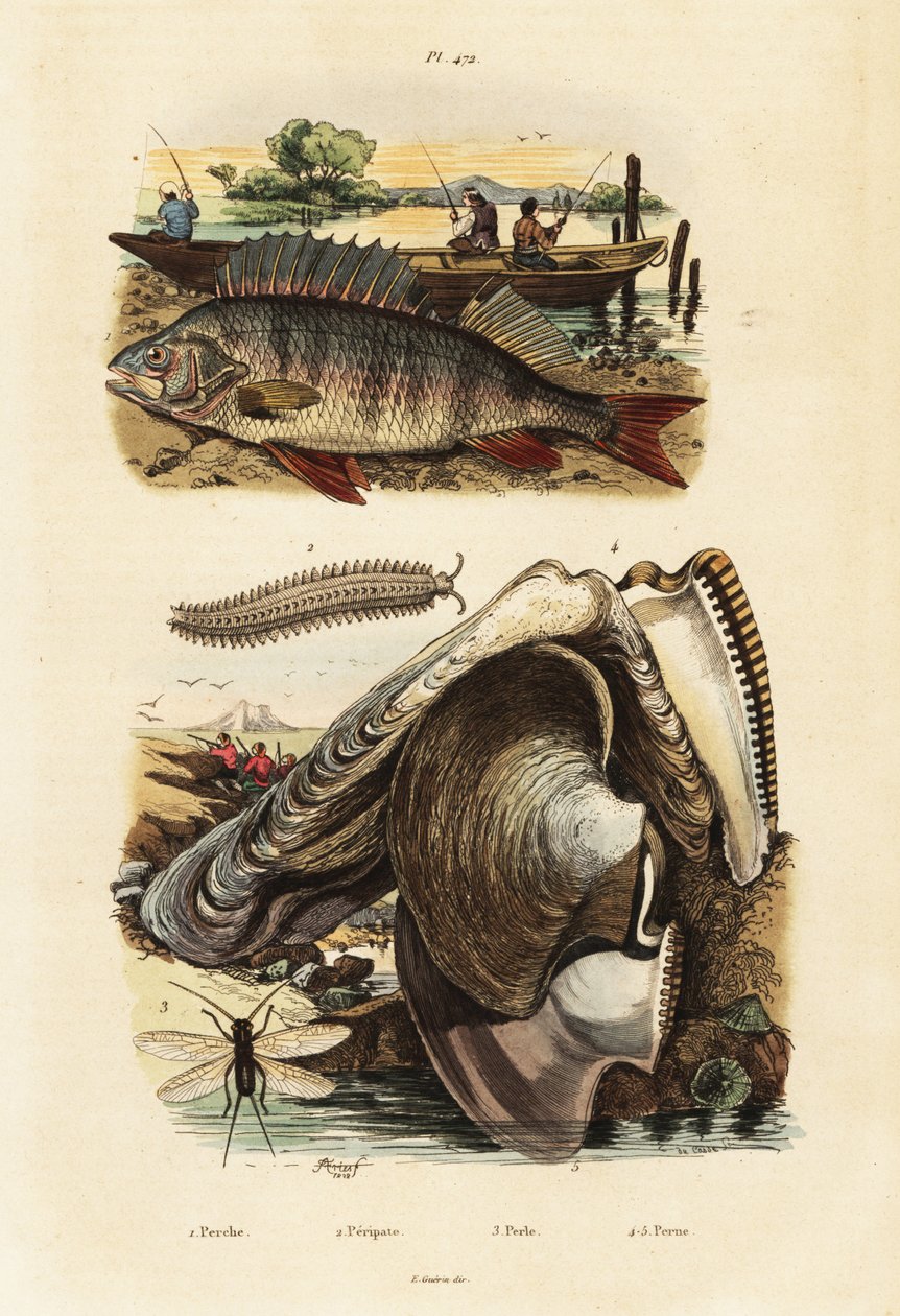سمك الفرخ ، محار اللؤلؤ ، الدودة المخملية ، الدانتيل ، 1834-1839 (نقش) بواسطة أدولف أفتر فرايز