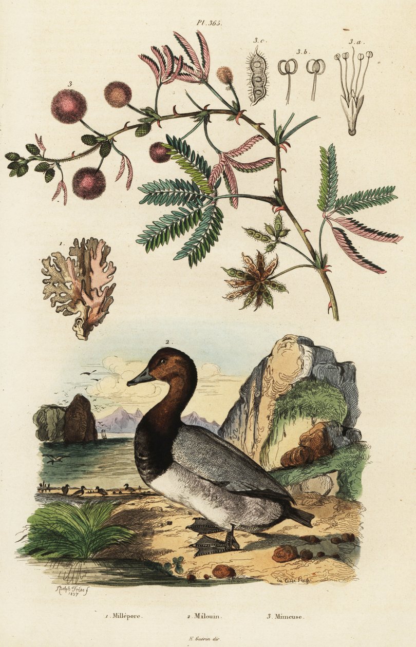 زنجبيل البحر ، البستان والنباتات الحساسة. ، 1834-1839 (نقش) بواسطة أدولف أفتر فرايز