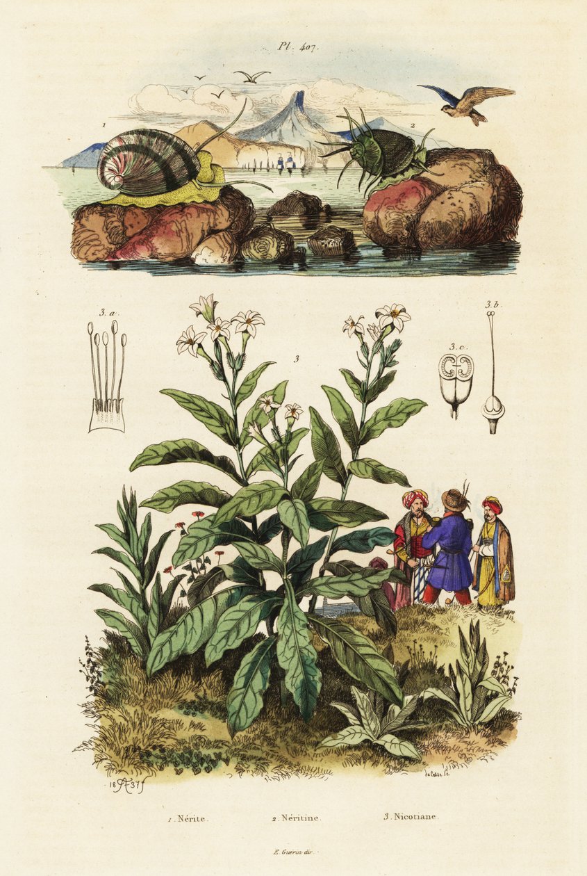 القواقع البحرية ونبات التبغ. 1834-1839 (نقش) بواسطة أدولف أفتر فرايز