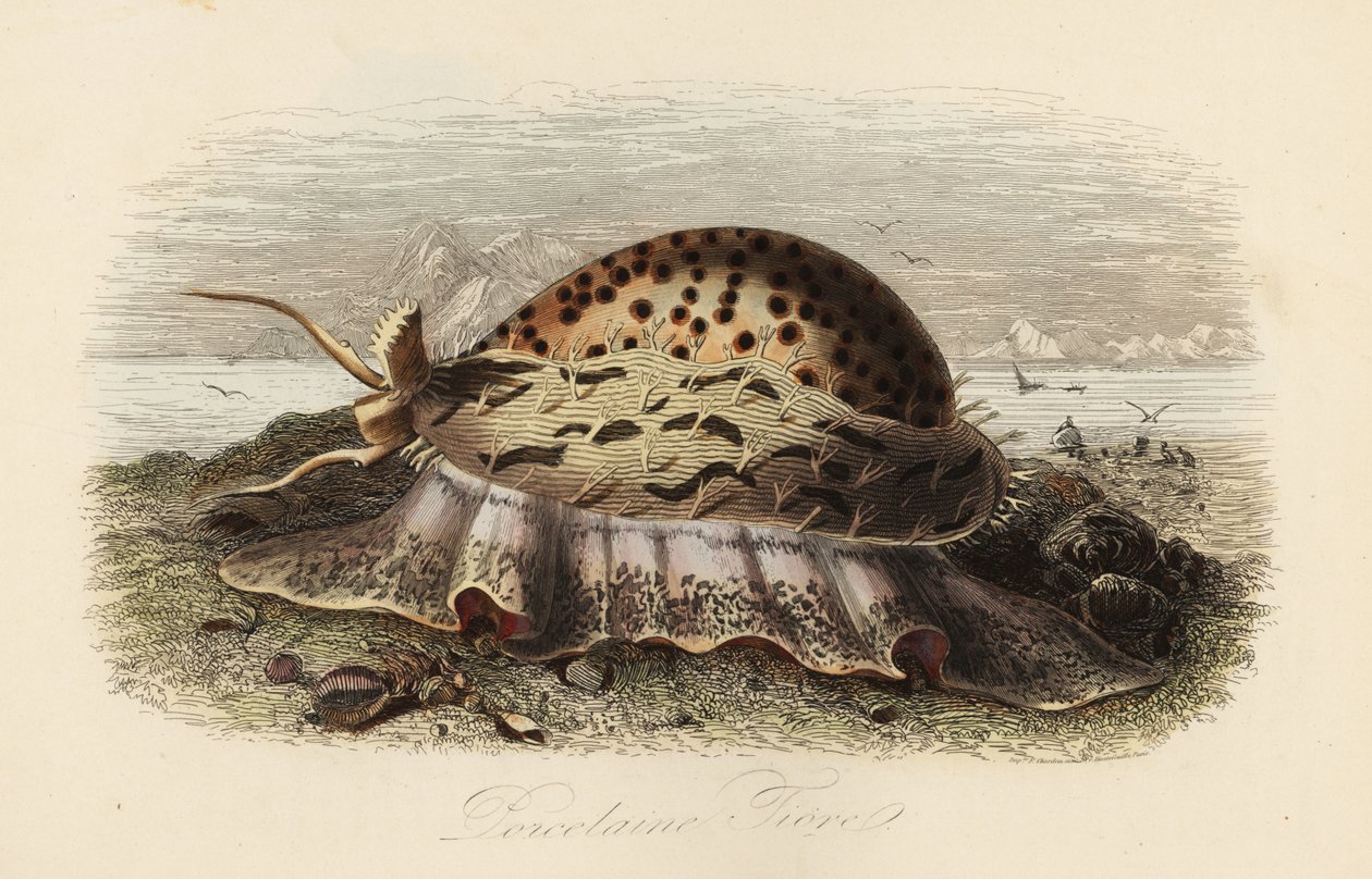Tiger Cowrie ، Cypraea tigris بواسطة أدولف أفتر فرايز