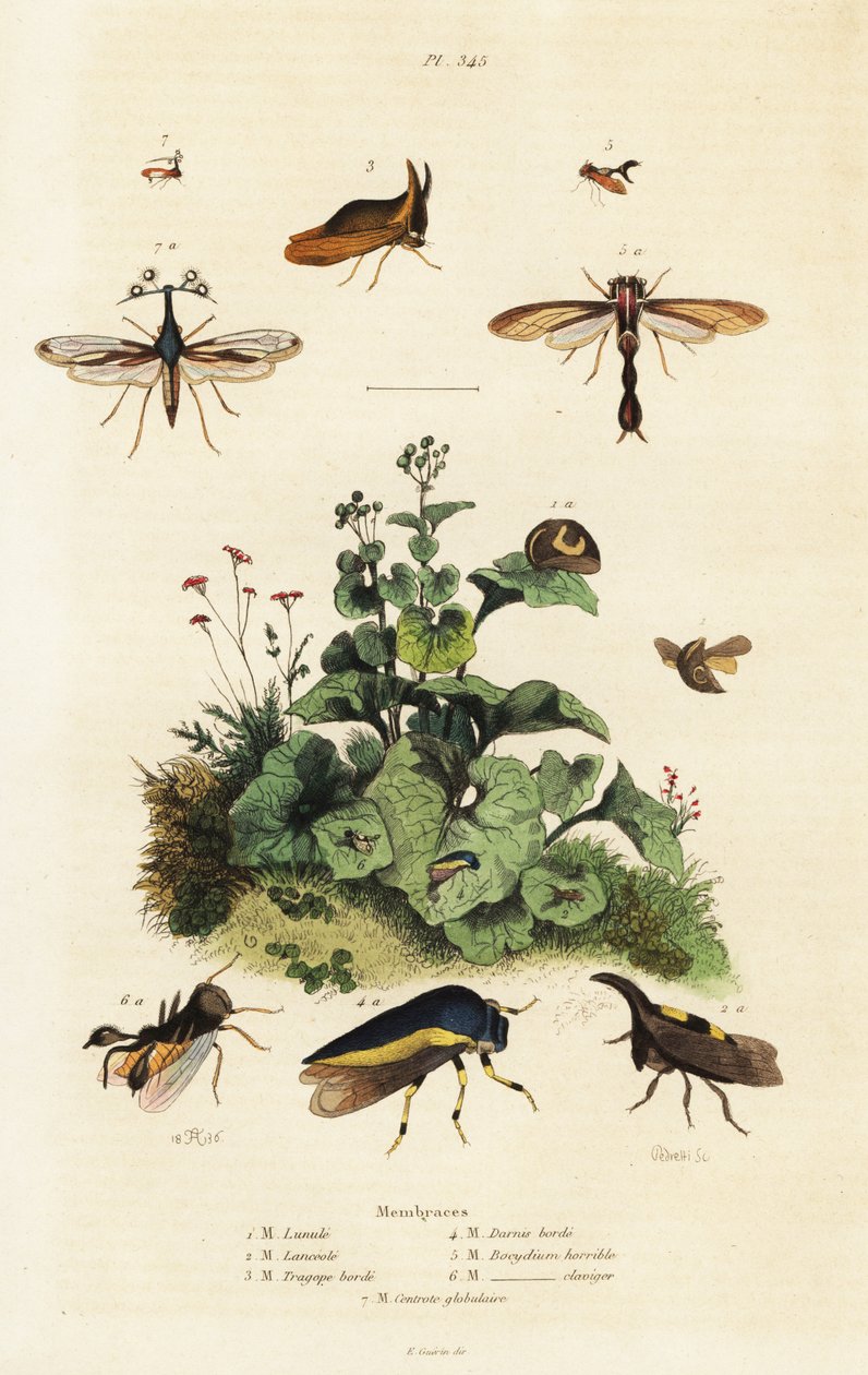 Treehoppers. ، 1834-1839 (نقش) بواسطة أدولف أفتر فرايز