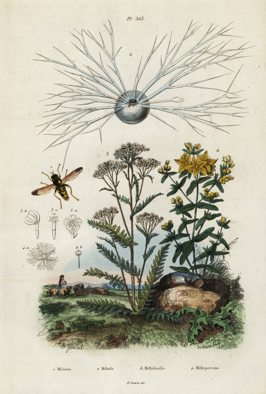 Yarrow، St Johns-Wort، Foraminifera and Hoverfly.، 1834-1839 (نقش) بواسطة أدولف أفتر فرايز