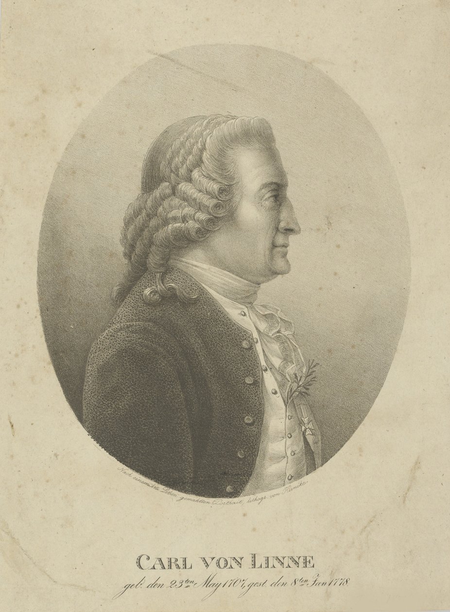 صورة كارل لينيوس 1707-1778 ، ج. 1800. بواسطة أدولف فريدريش كونيك