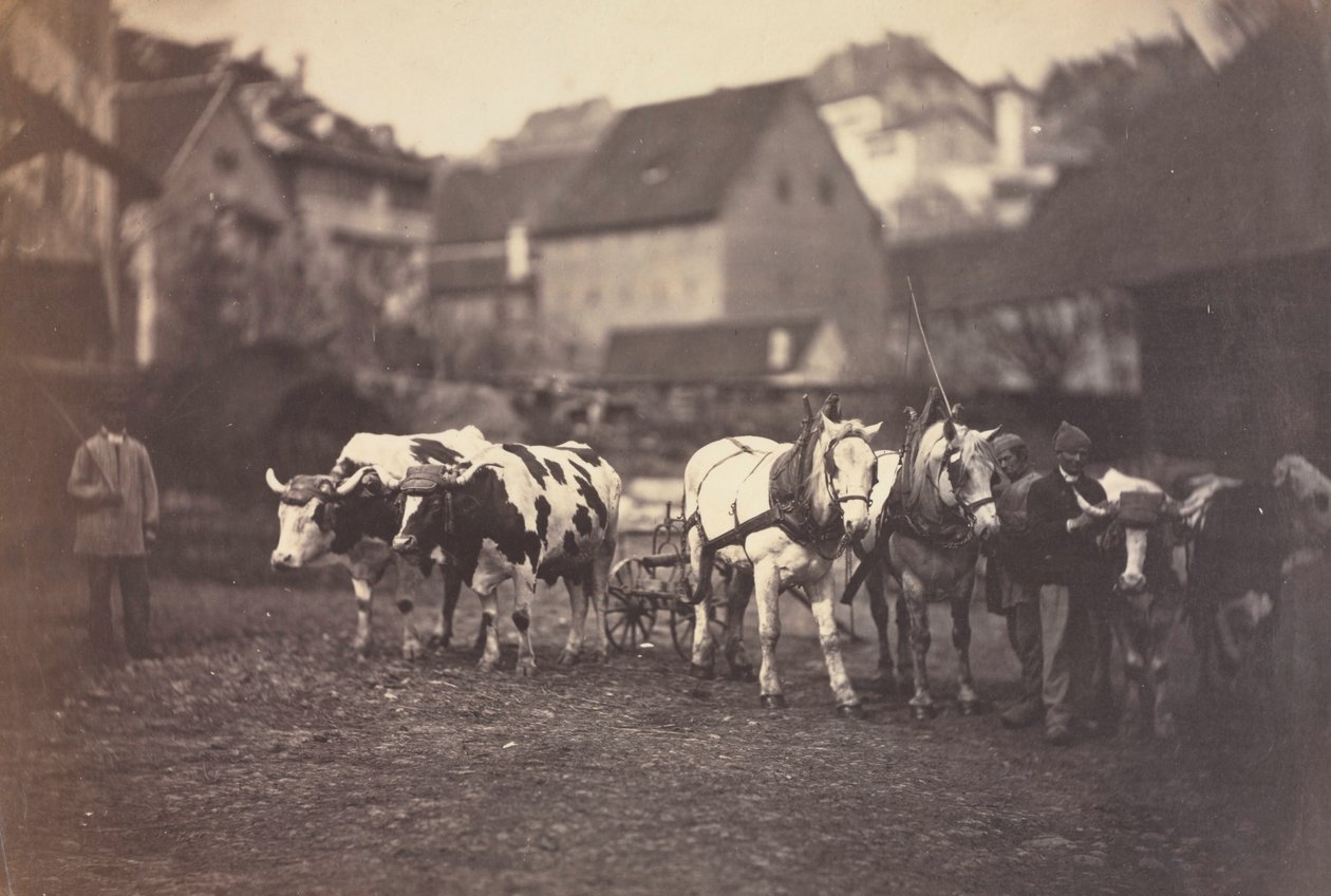 حيوانات المزرعة بدون عنوان ، 1850s. بواسطة أدولف براون