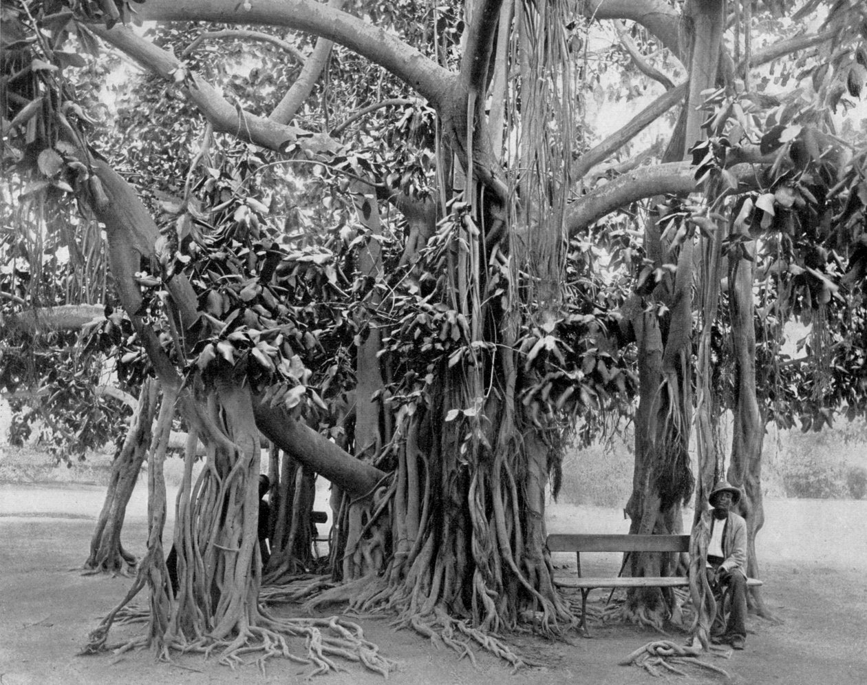 بانيان تري ، كينغستون بارك ، جامايكا ، c1905. بواسطة أدولف دوبيرلي وابنه