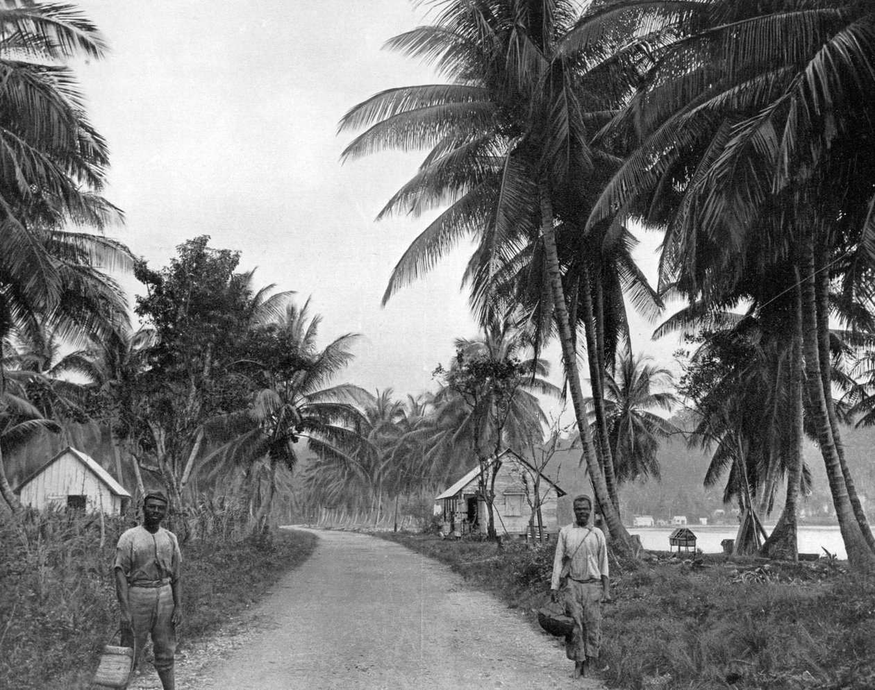 بستان جوز الهند ، بورت أنطونيو ، جامايكا ، c1905. بواسطة أدولف دوبيرلي وابنه