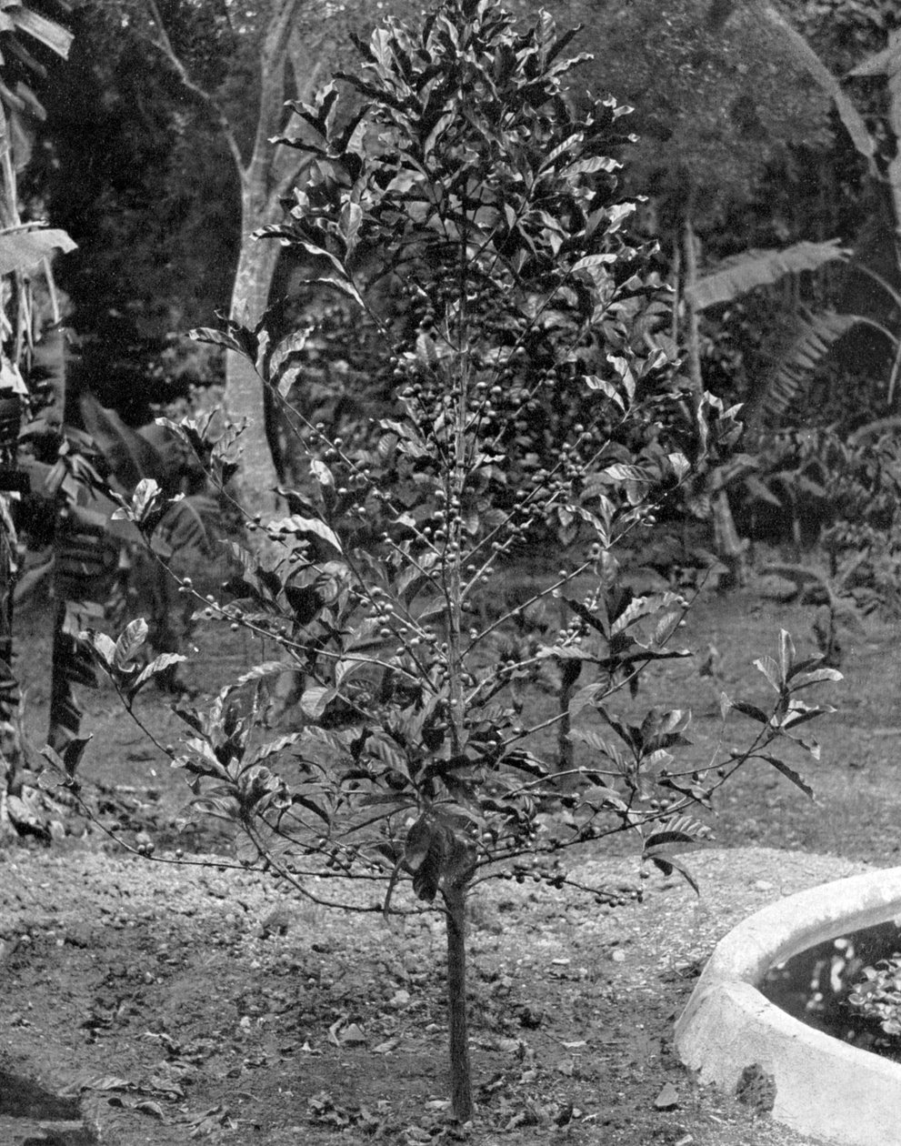 شجرة البن ، جامايكا ، c1905. بواسطة أدولف دوبيرلي وابنه