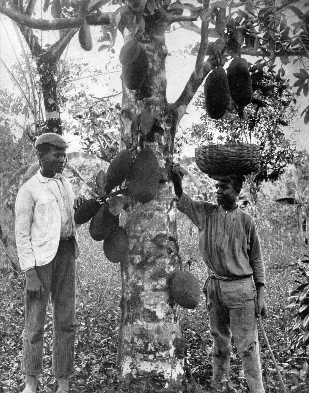 جاكفروت ، جامايكا ، c1905. بواسطة أدولف دوبيرلي وابنه