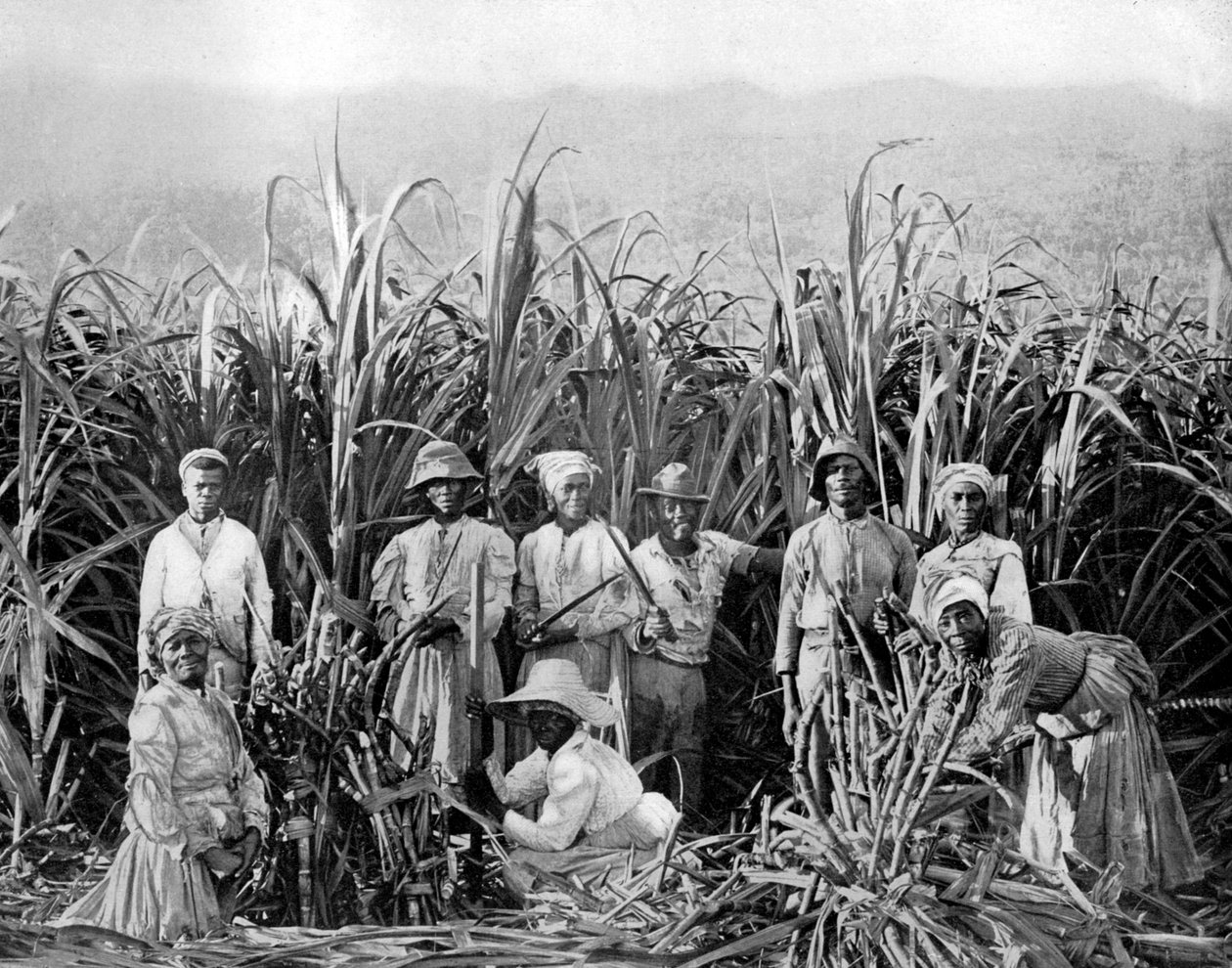 قواطع قصب السكر ، جامايكا ، c1905. بواسطة أدولف دوبيرلي وابنه