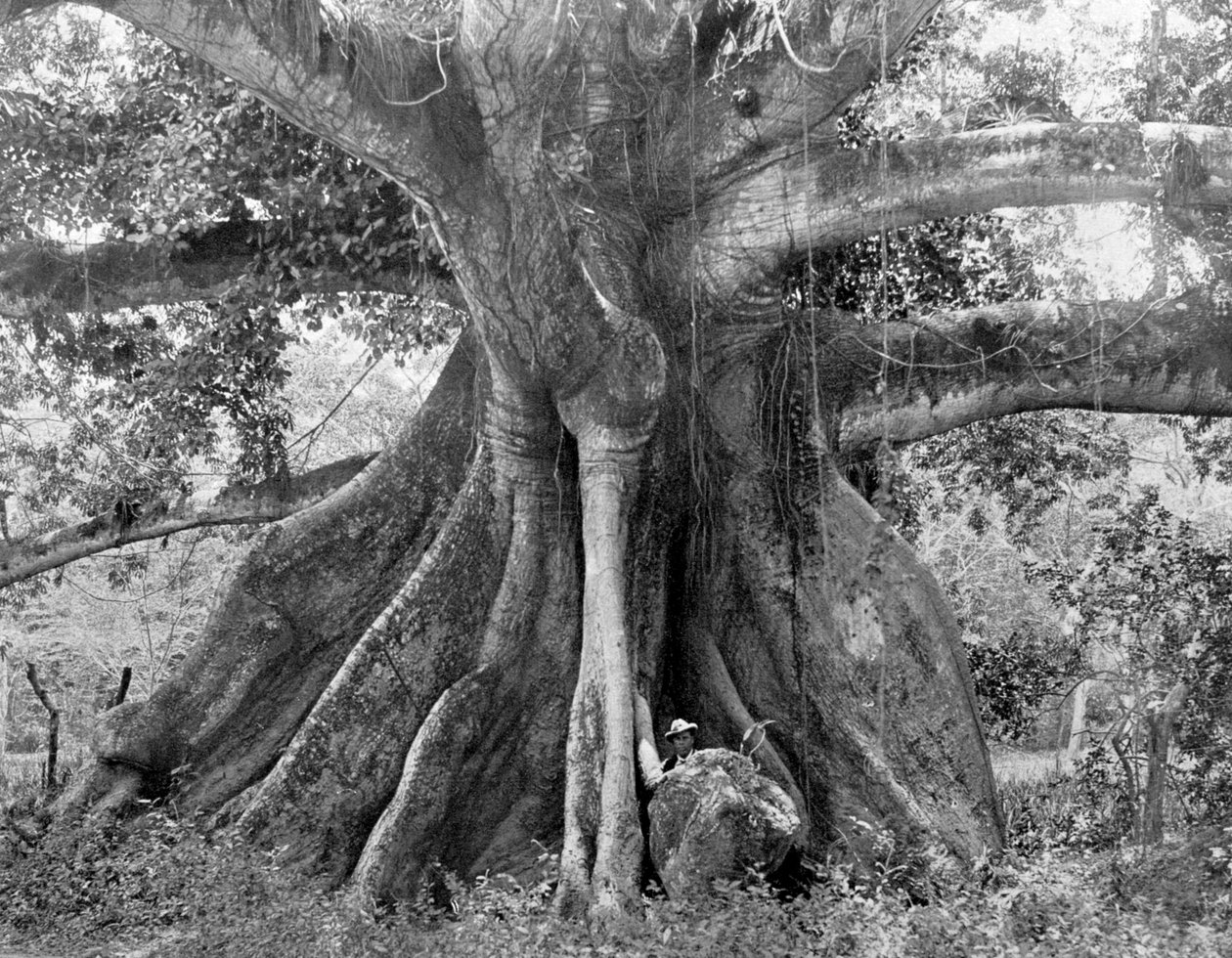 Tom Cringles Cotton Tree، Spanish Town Road، جامايكا، c1905. بواسطة أدولف دوبيرلي وابنه