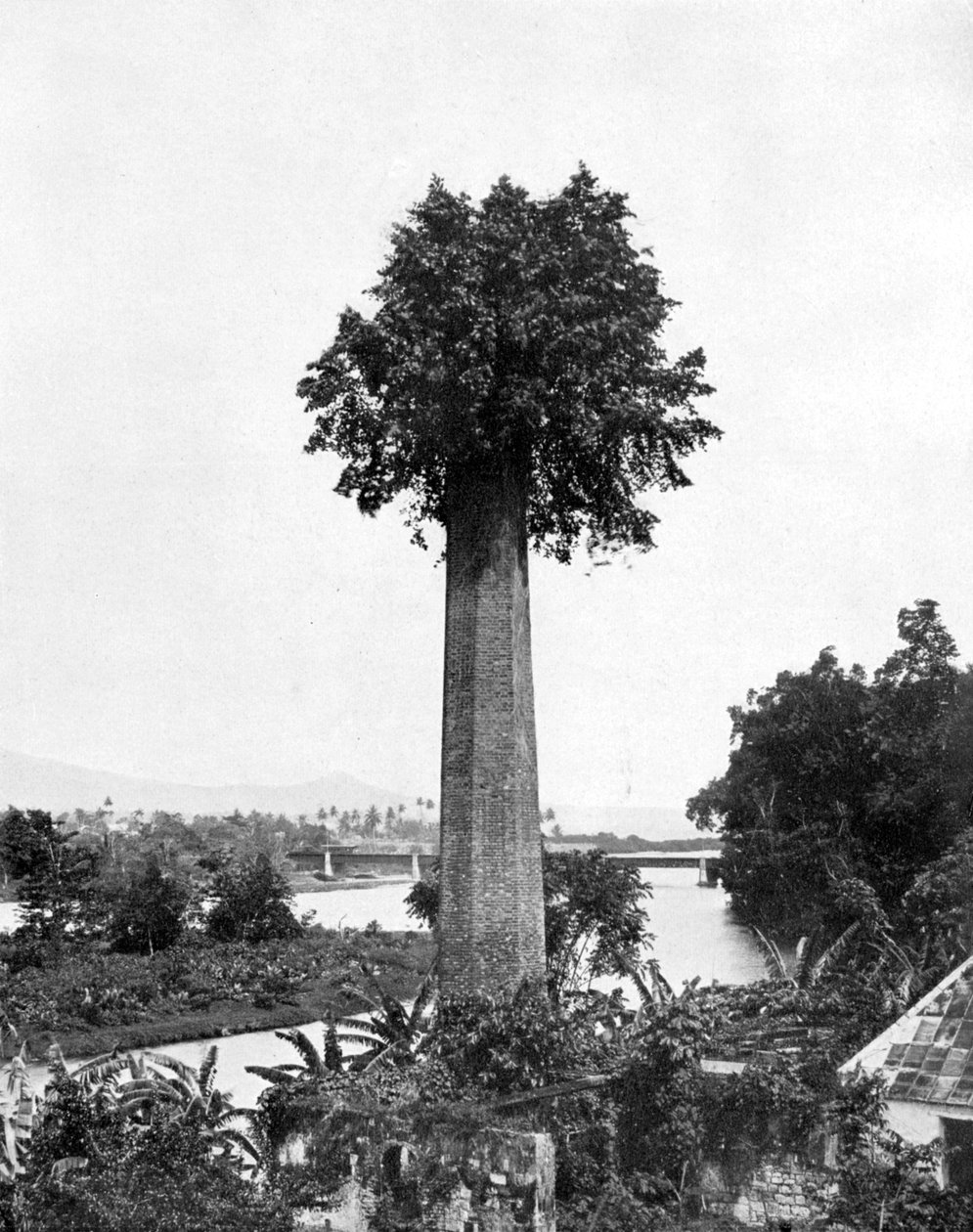 شجرة تنمو في مدخنة حوزة السكر القديمة ، جامايكا ، c1905. بواسطة أدولف دوبيرلي وابنه