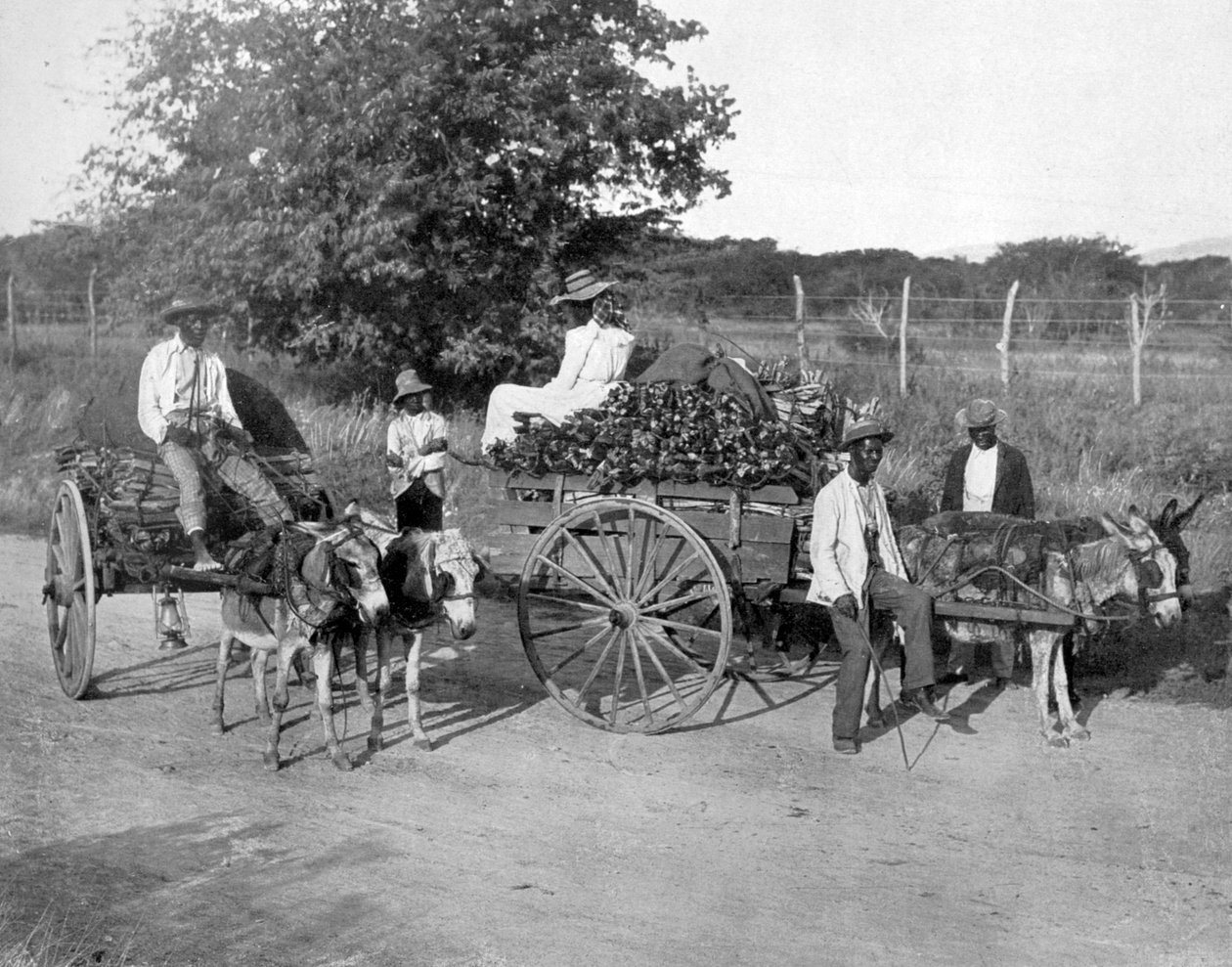 عربات خشبية ، جامايكا ، c1905. بواسطة أدولف دوبيرلي وابنه